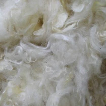 צמר תלתלים. Wensleydale