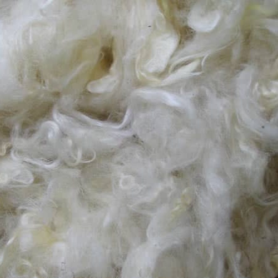 צמר תלתלים. Wensleydale